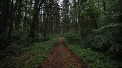 Beautiful Pine Forest Awesome Trail of Oak Openings Preserve Metropark Stock Footage