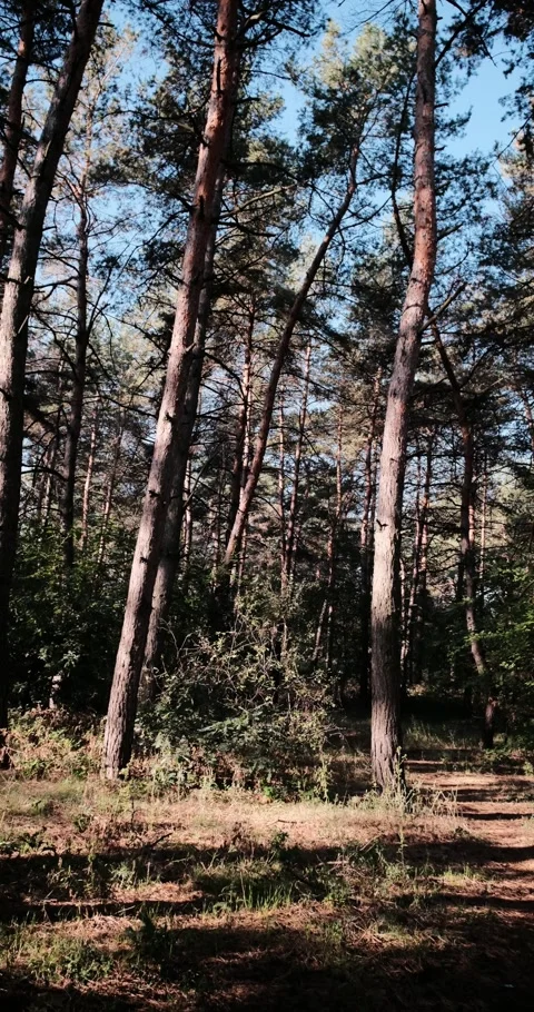 A beautiful pine forest bathed in warm sunlight. Bright sunbeams break throug Stock Footage 345875829