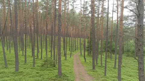 Beautiful pine forest, flight between trees Stock Footage 120400118