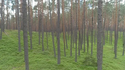 Beautiful pine forest, flight near trees Stock Footage 120400076