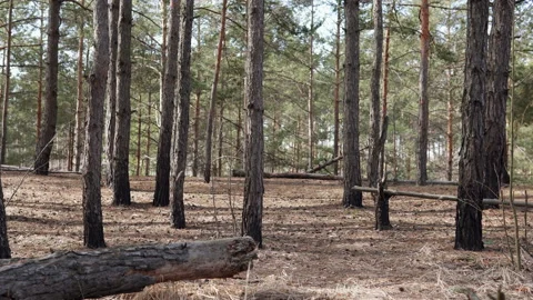 Beautiful pine forest Vídeos de archivo 104600673