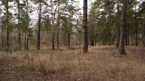 Beautiful pine forest Stock Footage 124482812