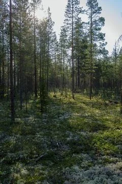 A beautiful pine forest. Green forest glade. Summer evening. Stock Photos