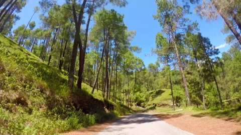 Beautiful pine forest jungle and road in uttrakhand india Stock Footage 220406640
