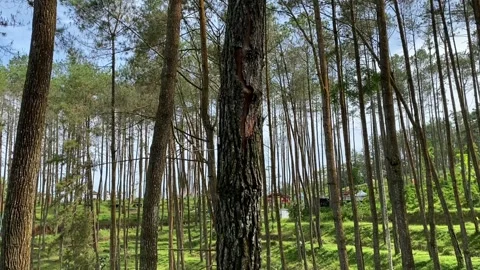 Beautiful pine forest in Kulon Progo, Yogyakarta, Indonesia Stock Footage 295012819