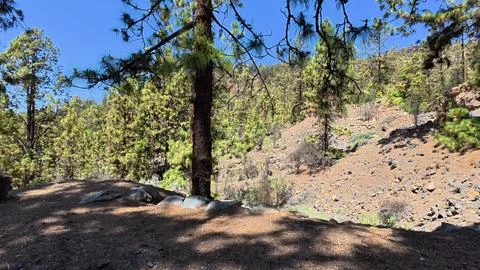 A Beautiful Pine Forest Landscape Set Amidst Stunning Scenic Mountains and Stock Photos