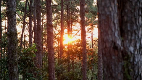Beautiful pine forest landscape with sunlight shining through the trees. Stock Footage 227882530