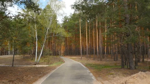 Beautiful pine forest. Long road. Beautiful place. Camera moves forward Stock Footage 119821689