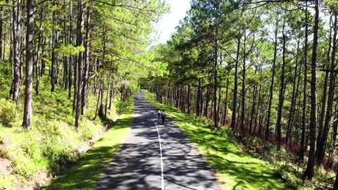 Beautiful pine forest in the morning Stock Footage 144180973