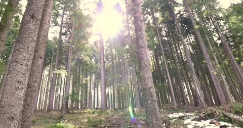 Beautiful pine forest mountain slow motion Stock Footage 151741236