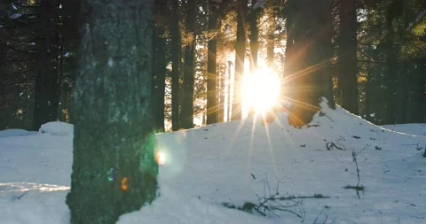 Beautiful pine forest mountain in wintertime at sunset Stock Footage 233586680