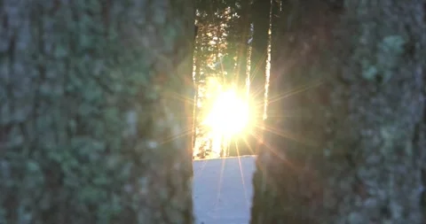 Beautiful pine forest mountain in wintertime at sunset Stock Footage 258290079