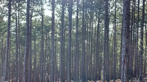 Beautiful pine forest in the mountains of Ai-Petri. Stock Footage 122200636