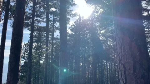 Beautiful pine forest in the mountains of Ai-Petri. Stock Footage 122200660