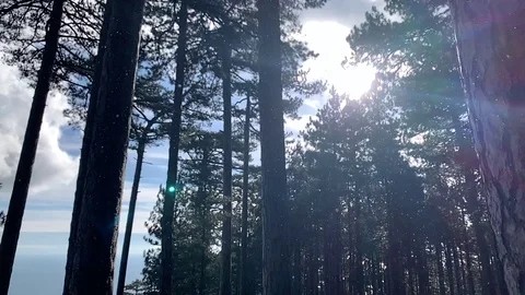 Beautiful pine forest in the mountains of Ai-Petri. Stock Footage 122200680