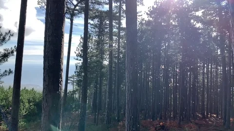 Beautiful pine forest in the mountains of Ai-Petri. Stock Footage 122200706