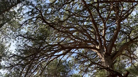 Beautiful pine forest in the mountains of Ai-Petri. Stock Footage 122200731