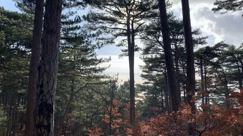 Beautiful pine forest in the mountains of Ai-Petri. Stock Footage 122200839