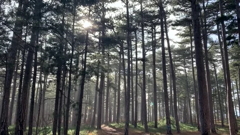 Beautiful pine forest in the mountains of Ai-Petri. Stock Footage 122200856