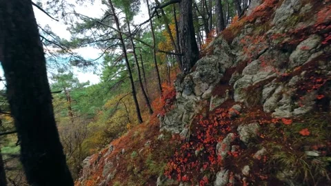 Beautiful pine forest on the mountainside in autumn Stock Footage 293772292