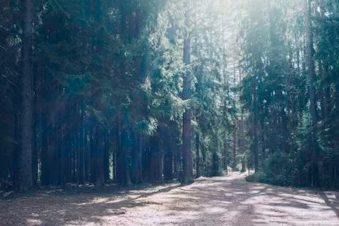 Beautiful pine forest. Foto stock