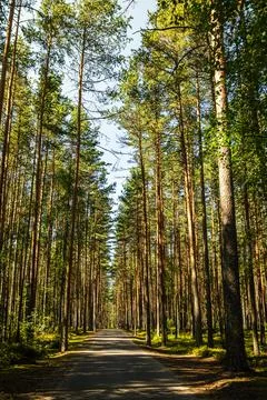 Beautiful pine forest. Stock Photos