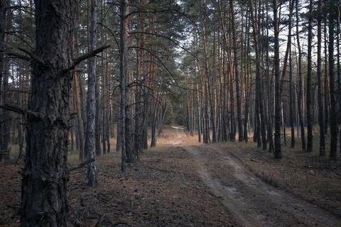 Beautiful pine forest Stock Photos