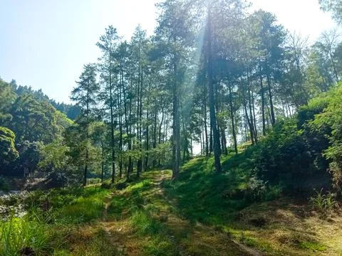 Beautiful pine forest Stock Photos
