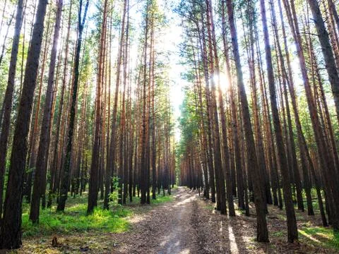 Beautiful pine forest in a rays of sun. 写真素材