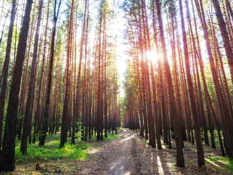Beautiful pine forest in a rays of sun. 写真素材