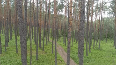 A beautiful pine forest, sideways flight Stock Footage 120400262
