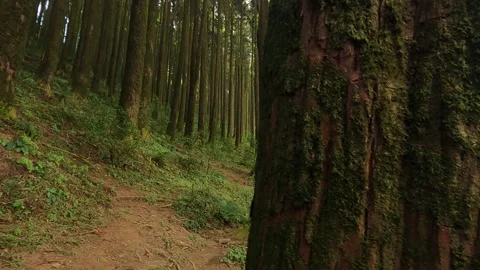 Beautiful pine forest of sikkim himalaya. cinematic revealing footage of tree Stock Footage 168097415