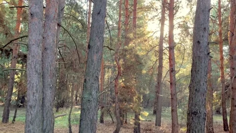 Beautiful pine forest. The sky through the pine forest. Stock Footage 251540736