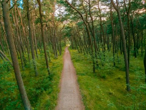 Beautiful pine forest at summer Stock Photos