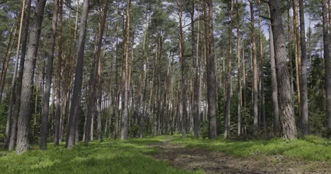 Beautiful pine forest in the sun, 4K, camera movement Stock Footage 244334747