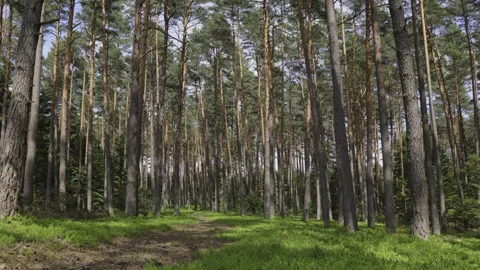 Beautiful pine forest in the sun, 8K, camera movement Stock Footage 244410671