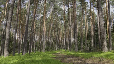 Beautiful pine forest in the sun, 8K Stock Footage 244412090