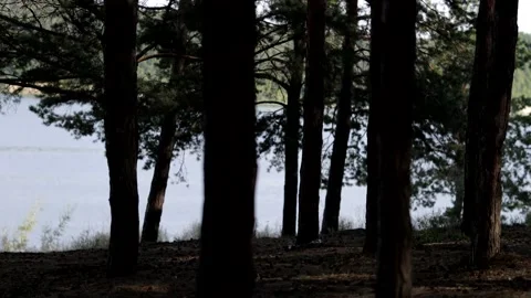 Beautiful pine forest in sunbeams on a warm summer day Video stock 157982802