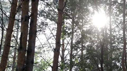 Beautiful pine forest in sunbeams on a warm summer day. Video stock 157982867