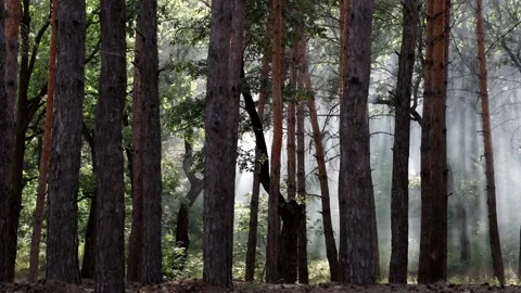 Beautiful pine forest in sunbeams on a warm summer day. Video stock 158171214
