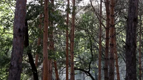Beautiful pine forest in sunbeams on a warm summer day. Video stock 158171377