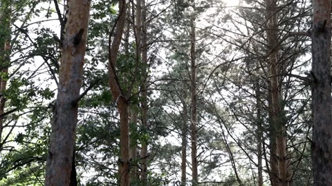 Beautiful pine forest in sunbeams on a warm summer day. Video stock 158171427