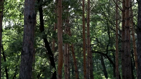 Beautiful pine forest in sunbeams on a warm summer day. Video stock 158171480