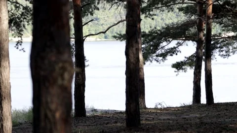 Beautiful pine forest in sunbeams on a warm summer day. Vídeo Stock 158171630