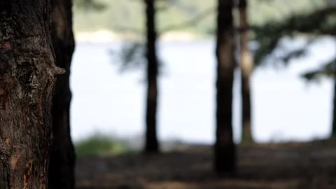 Beautiful pine forest in sunbeams on a warm summer day. Video stock 158171676