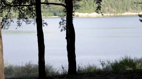 Beautiful pine forest in sunbeams on a warm summer day. Video stock 158171754