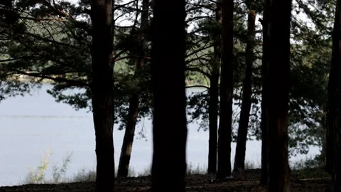 Beautiful pine forest in sunbeams on a warm summer day. Video stock 158171893