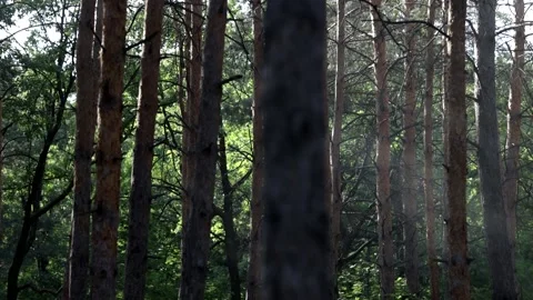 Beautiful pine forest in sunbeams on a warm summer day. Video stock 158171940