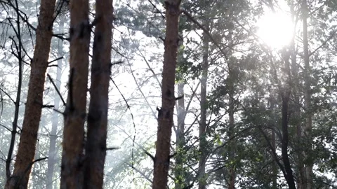 Beautiful pine forest in sunbeams on a warm summer day. Video stock 158172003