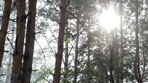 Beautiful pine forest in sunbeams on a warm summer day. Video stock 158172050